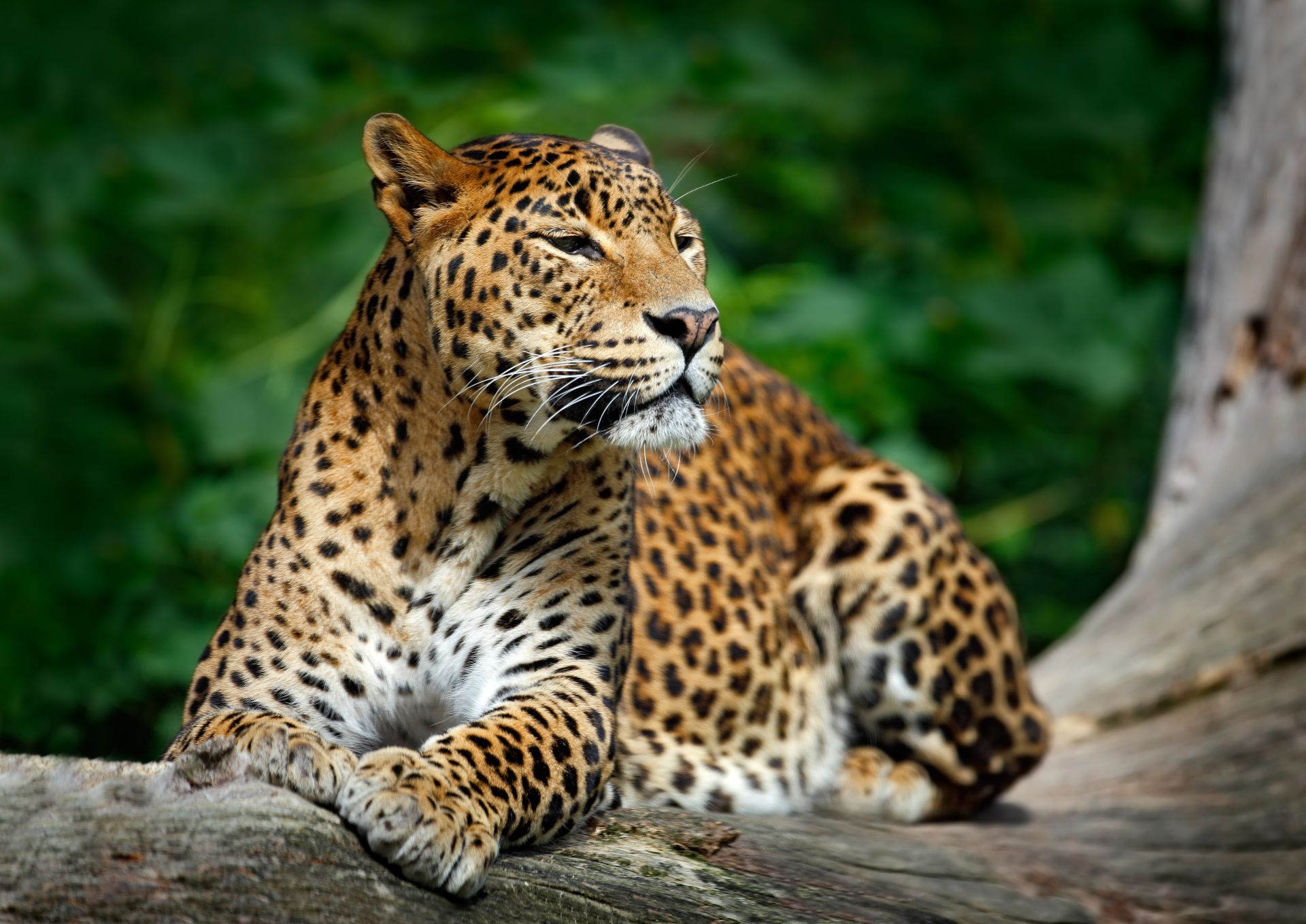 Yala Safari Tour — photo 4